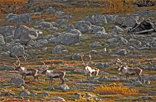 Reindeer on the Tundra DM0329