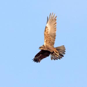   Marsh Harrier in Flight DM1874