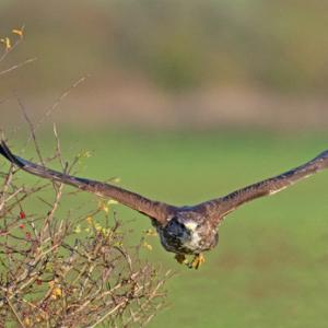  Common  Buzzard in Fllight DM1865
