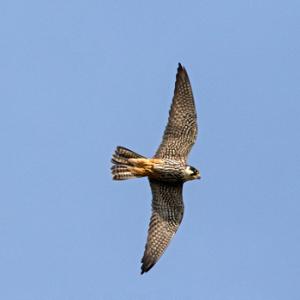 Hobby in Flight DM1869