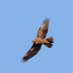  Marsh Harrier in Flight DM1873