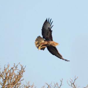 Buzzard in flight 2 DM0058