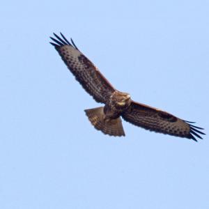 Buzzard in flight 3 DM0060