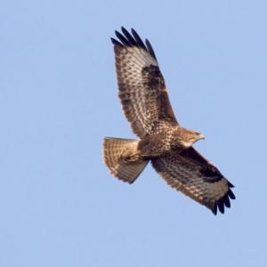 Buzzard in flight DM0062