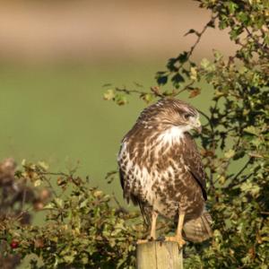 Common  Buzzard  DM1864
