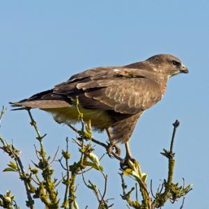 Common Buzzard DM0457