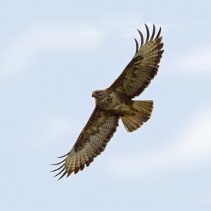 Common Buzzard in Flight DM0450