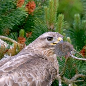 Common Buzzard with Vole DM0451