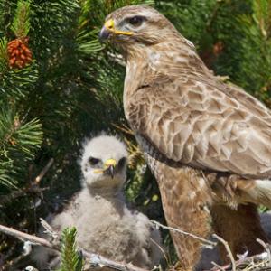 Common Buzzard witth Chick  DMO433