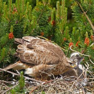 Common Buzzard witth Chick DM0456