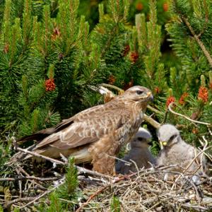 Common Buzzard witth Chicks  DM0434