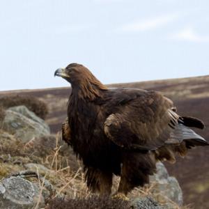 Golden Eagle  DM0447