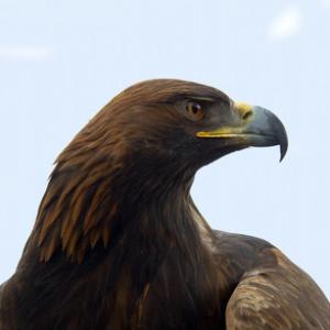 Golden Eagle  DM0448