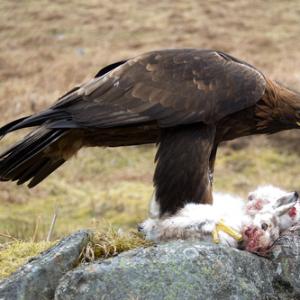 Golden Eagle 4 DM0061