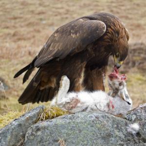 Birds Of Prey