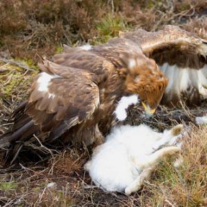 Golden Eagle DM0441