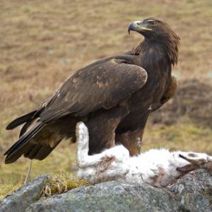 Golden Eagle DM0452