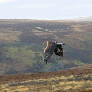 Golden Eagle in Flight  DMO430