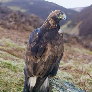 Golden Eagle on a Rock  DMO431