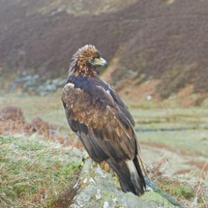Golden Eagle on a Rock DM0436