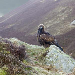 Golden Eagle on a Rock DM0442