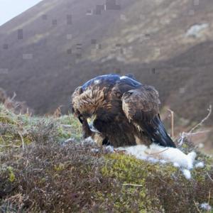 Golden Eagle on a White Hare  DMO432