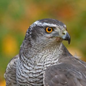 Goshawk 2