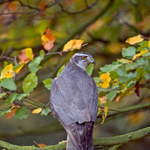 Goshawk DM0458