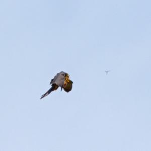Hobby chasing a Dragonfly  DM1866