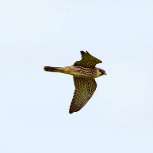 Hobby in  Flight DM1534