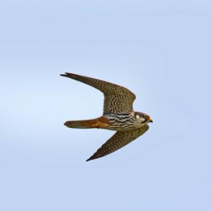 Hobby in Flight DM1867