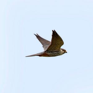 Hobby in Flight DM1868