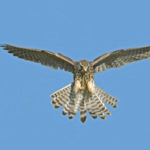 Kestrel Hawk  DM0449