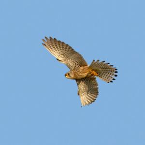 Kestrel Hawk in Flight 2 DM0059