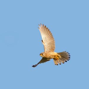 Kestrel Hawk in Flight DM0063