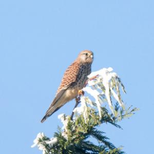 Kestrel Hawk in the Frost DM1870