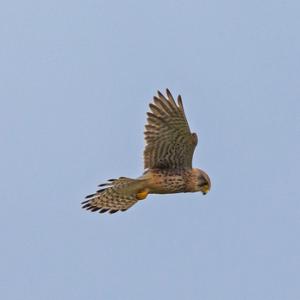 Kestrel Hovering DM1871