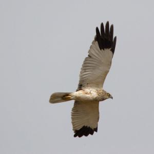 Marsh Harrier DM0453
