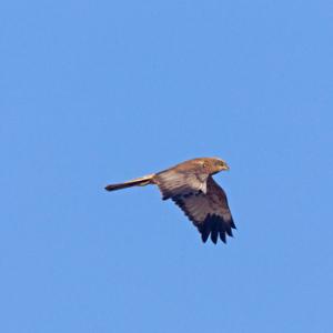 Marsh Harrier 4