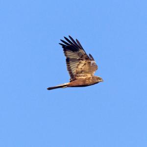 Marsh Harrier 3