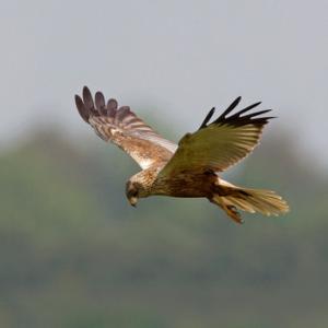 Marsh Harrier DM1527