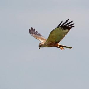 Marsh Harrier DM1528