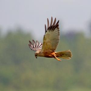 Marsh Harrier DM1530