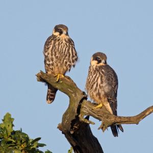Pair of Young Hobbys DM1531