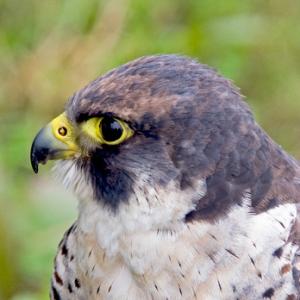 Peregrine Falcon DM0459