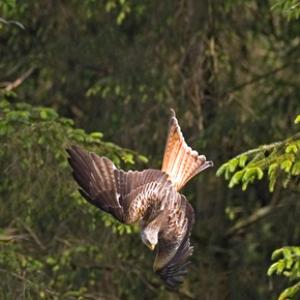 Red Kite