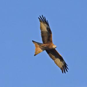 Red Kite 2