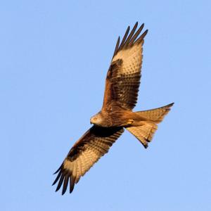 Red Kite