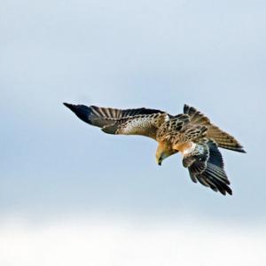Red Kite in Flight DM1872
