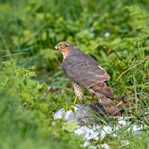 Sparrow Hawk on a Wood Pigeon DM1478
